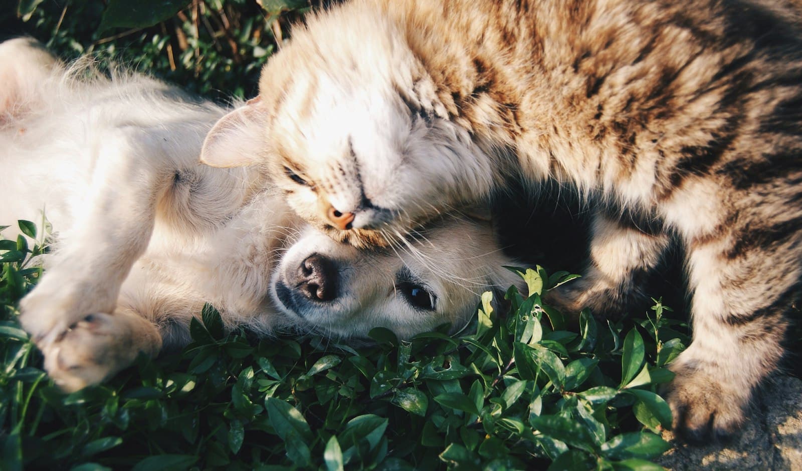A cat resting its head on a dog in the grass